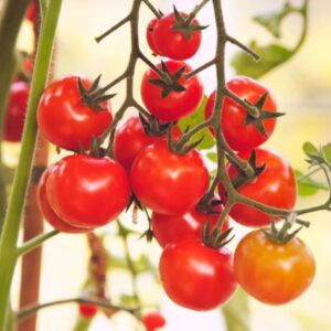 Peacevine Cherry Tomatoes