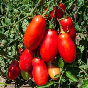 San Marzano Sauce Tomatoes