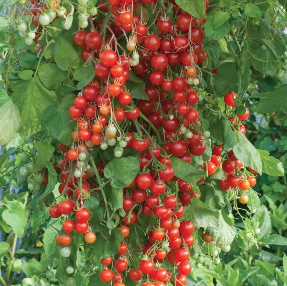 Sweet Million Cherry Tomatoes