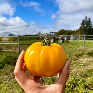 Valencia Heirloom Tomatoes