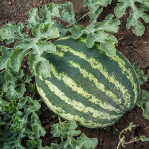 Klondike Blue Ribbon