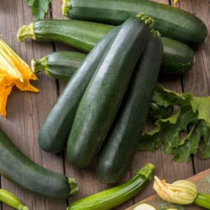 Black Beauty Zucchini