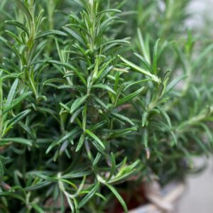 Rosemary