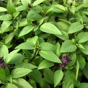 Thai Basil