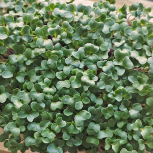 Broccoli Microgreens