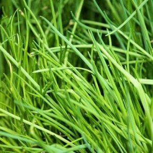 Onion Chives