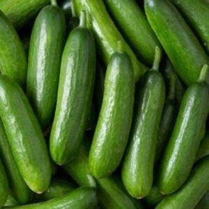 Mini Cucumber