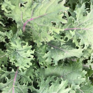 Baby Leaf Kale