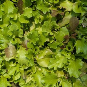 Baby Leaf Lettuce
