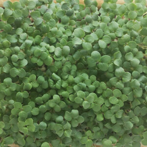 Mustard Microgreens