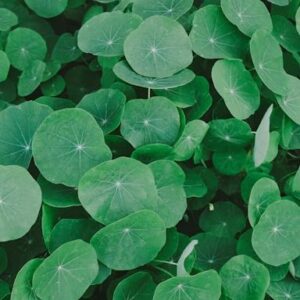 Nasturtium Leaves