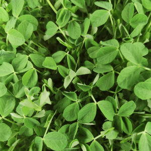 Pea Shoots