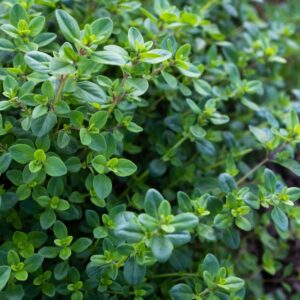Thyme