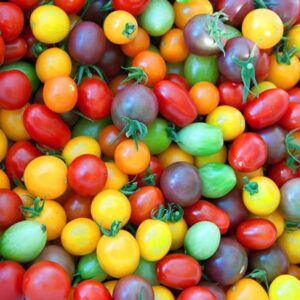 Rainbow Cherry Tomatoes